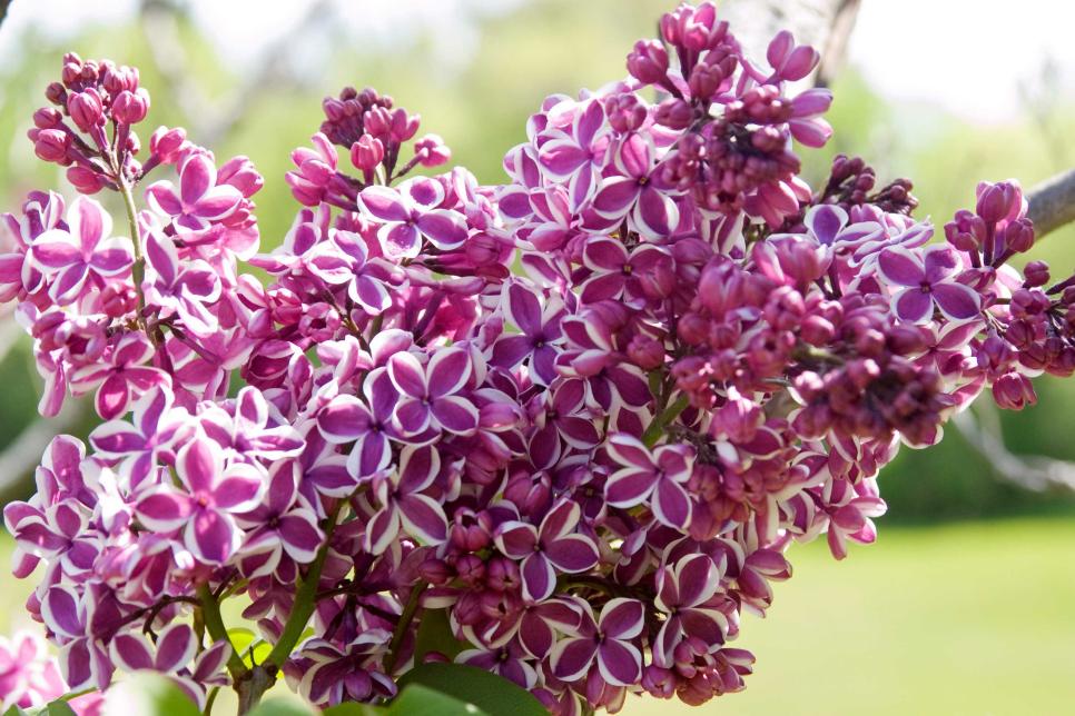 Spring Wedding Florals - Lilac